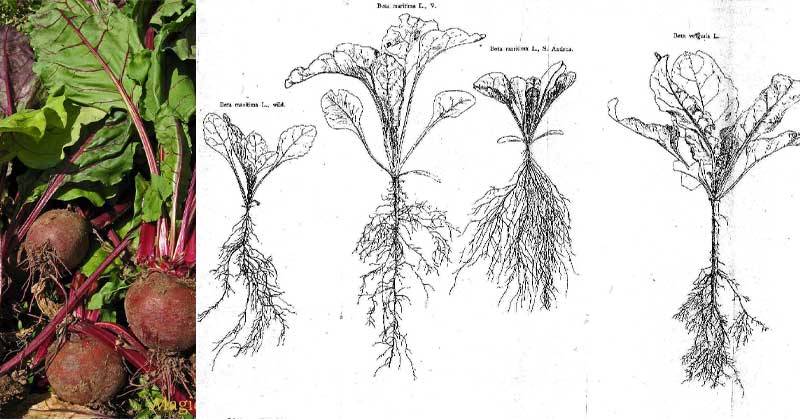 Как се вари червено цвекло? Ползи и вреди 5 Варено червено цвекло. Ползи и вреди. Как се вари цвекло? Рецепта за салата от цвекло и моркови. С ябълки.