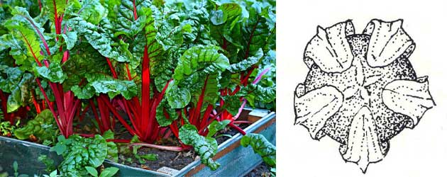 Как се вари червено цвекло? Ползи и вреди 4 Червено цвекло 01 cherveno-cveklo-02