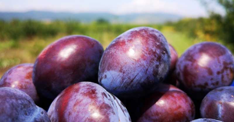 Сини сливи. Ползи и вреди от сушени и пресни сливи 9 Сини сливи ползи и вреди