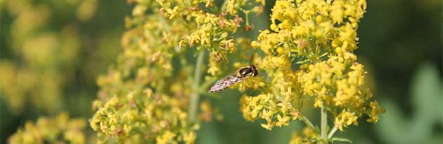 Руска рецепта за щитовидна жлеза с еньовче 2 shtitovidna-jleza-03