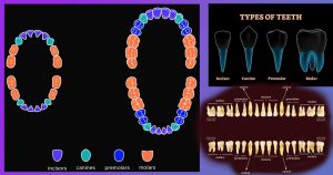 Увлекателното пътешествие на зъбите: Колко зъби има човек от детството до зрелостта като бебе, дете до 3 и до 10 години, като възрастен без мъдреци и възрастен с мъдреци?