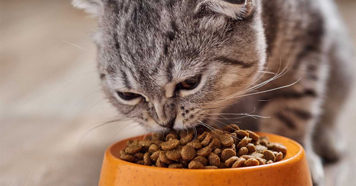 Ролята на витамини и минерали в храненето на котката 8 Храна за котки
