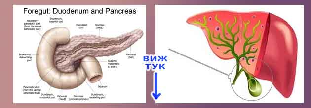 Може ли да се оправи прегъната жлъчка (билиарна дискинезия)? 2 Може ли да се оправи прегъната жлъчка 2