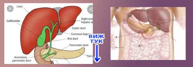 Може ли да се оправи прегъната жлъчка (билиарна дискинезия)? 3 Може ли да се оправи прегъната жлъчка 3