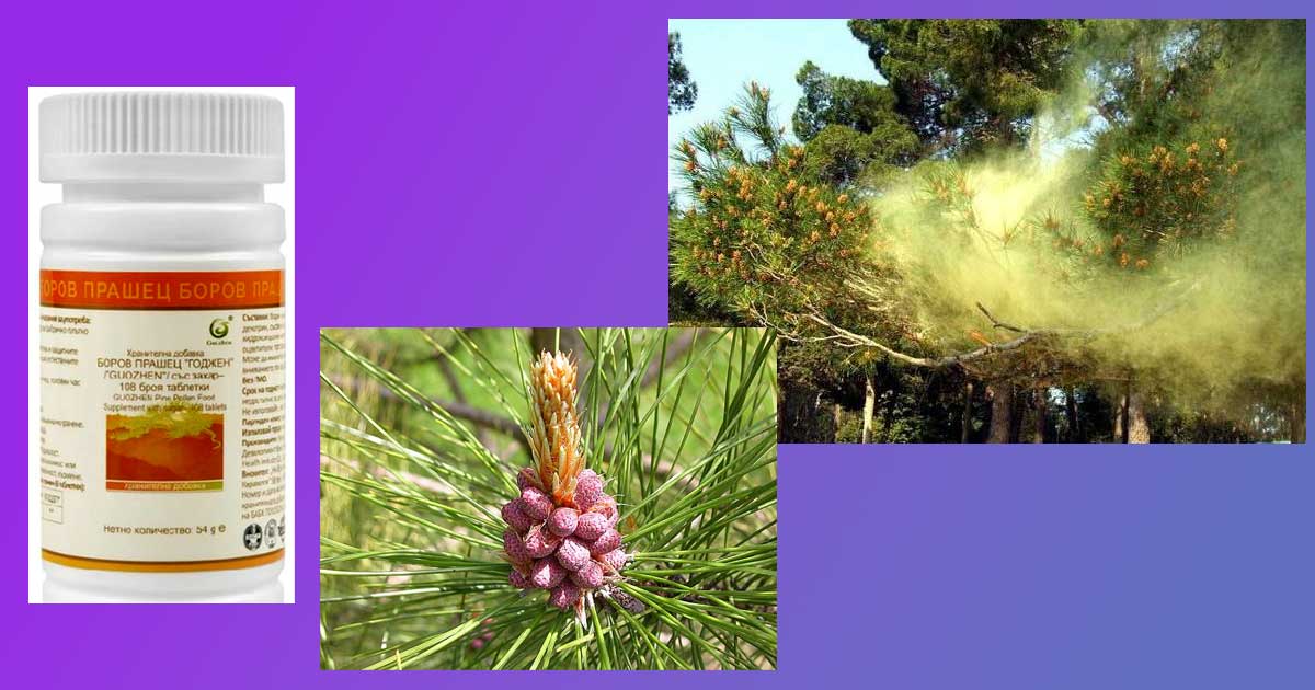 Тайните на боровия прашец Guozhen: Биохимичен анализ и научни доказателства 3 боров прашец 4