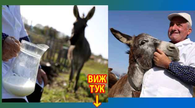 Магарешко мляко при кашлица: Мнения, рецепти 3 Магарешко мляко при кашлица 3