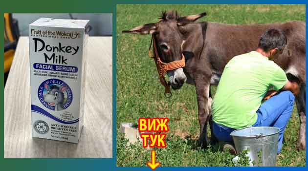 Магарешко мляко при кашлица: Мнения, рецепти 4 Магарешко мляко при кашлица 4